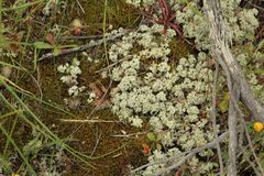 Pulchrocladia ferdinandii