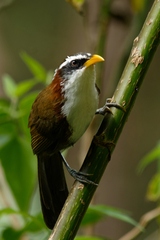 Pomatorhinus schisticeps