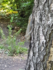 Sciurus carolinensis