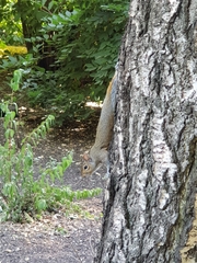 Sciurus carolinensis