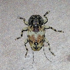 Eupromerella maculata