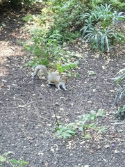 Sciurus carolinensis
