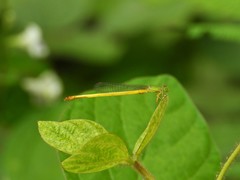 Ceriagrion indochinense