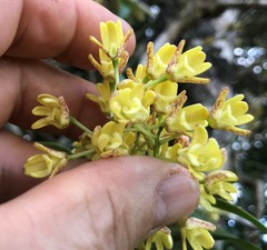 Dendrobium x gracillimum