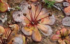 Drosera monantha