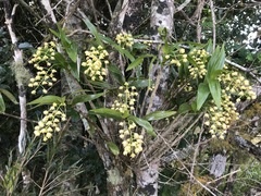 Dendrobium x gracillimum