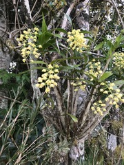 Dendrobium x gracillimum
