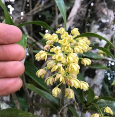 Dendrobium x gracillimum