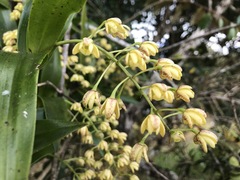 Dendrobium x gracillimum