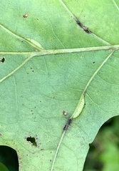 Macrodiplosis qoruca