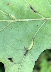 Macrodiplosis qoruca