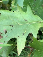 Macrodiplosis qoruca