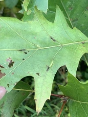 Macrodiplosis qoruca