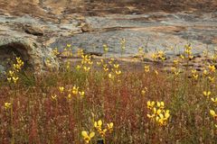Diuris picta