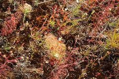 Drosera yilgarnensis