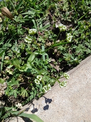 Valerianella radiata