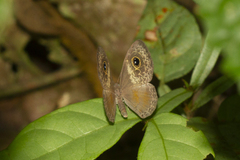 Perophthalma tullius