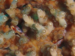 Tetralia rubridactyla