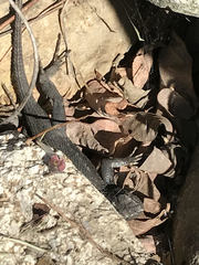 Sceloporus occidentalis
