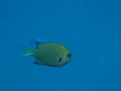 Pycnochromis pacifica