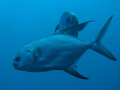 Trachinotus blochii