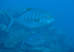 Ferdauia ferdau