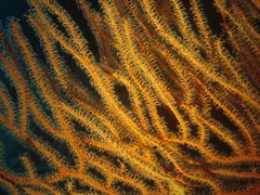 Subergorgia suberosa