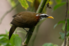 Pomatorhinus schisticeps