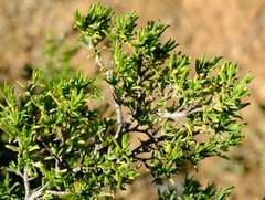 Pteronia tricephala