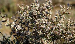 Eriocephalus spinescens