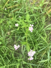 Persicaria