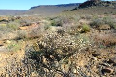 Eriocephalus spinescens