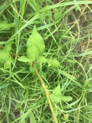 Persicaria