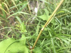 Persicaria