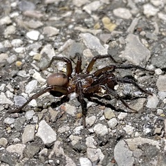 Antrodiaetus unicolor