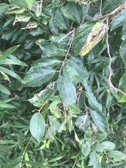 Celtis sinensis