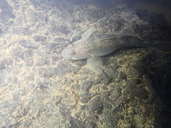 Rhinogobius candidianus