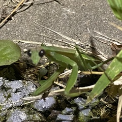 Tenodera angustipennis