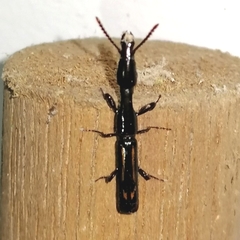 Taphroderini