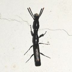 Taphroderini