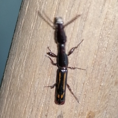 Taphroderini