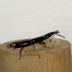 Taphroderini
