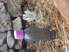 Asclepias otarioides