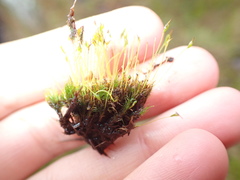 Dicranella cerviculata