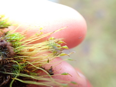 Dicranella cerviculata