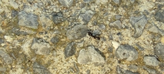 Paratrechina longicornis