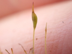 Dicranella cerviculata