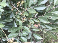 Ulmus parvifolia