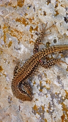 Podarcis muralis