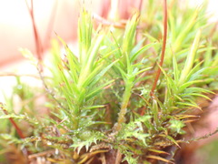 Polytrichum longisetum